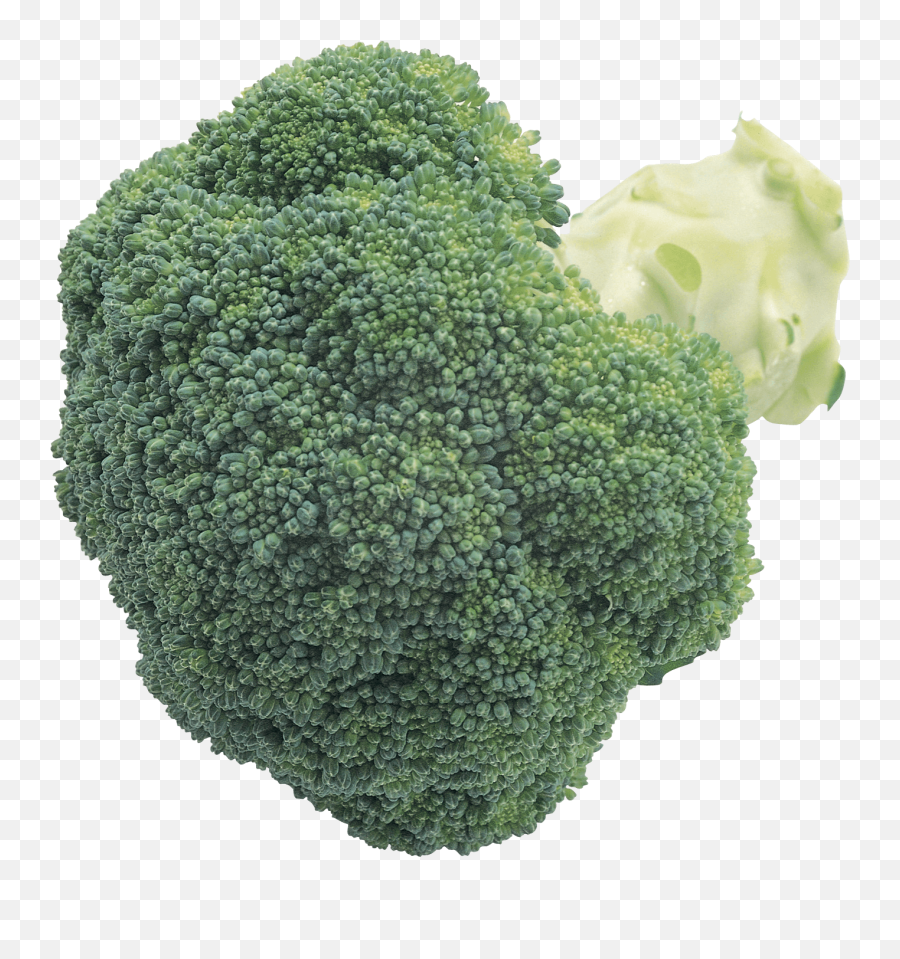 Download Free Broccoli Png Image Icon - Broccoli Emoji,Broccoli Emoji Iphone
