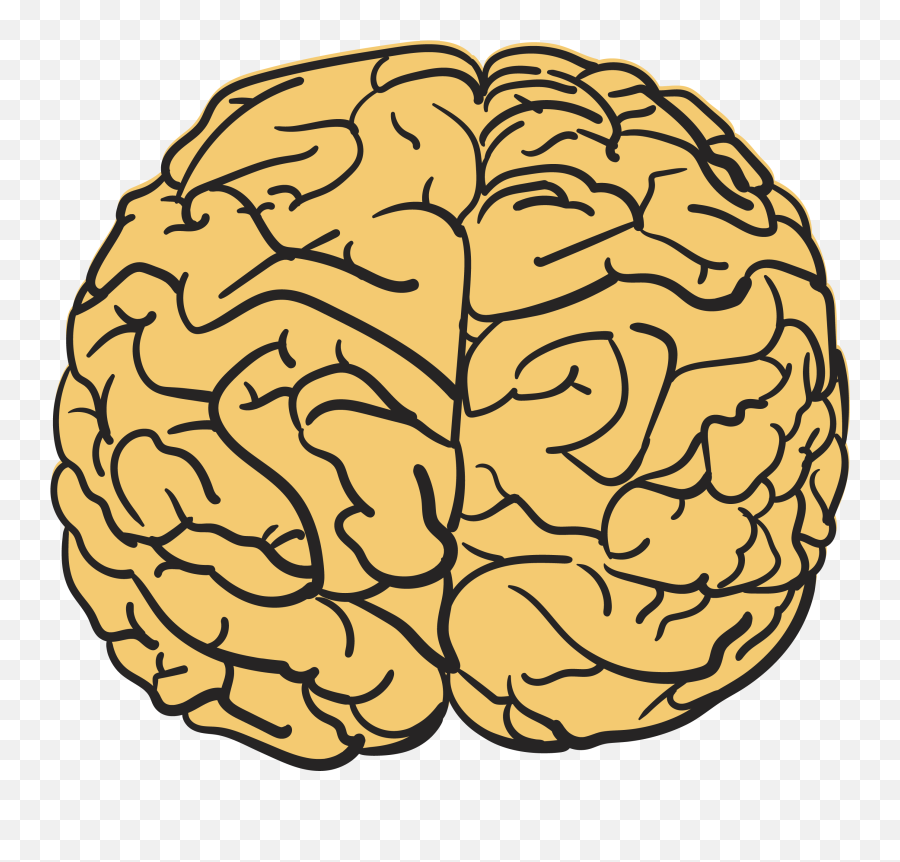 Free Brain Clip Art Png Download Free Clip Art Free Clip - Cerebro Png Emoji,Cauliflower Emoji