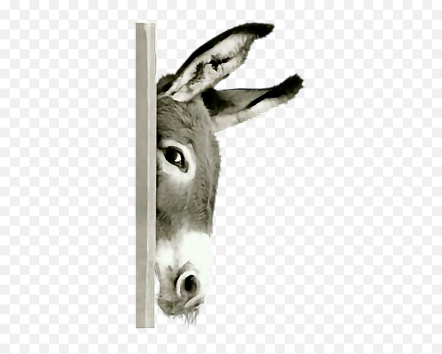 Donkey Mule Hiding Terrieasterly - Donkey Peeking Emoji,Mule Emoji