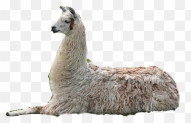 Llama Clipart Guanaco Llama Guanaco Transparent Free For - Llama Image Clipart Relistic Emoji,Alpaca Emoji