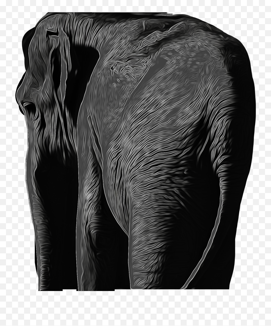Freetoedit Scelephants Elephants Elephant Biology Natur - Indian Elephant Emoji,Elephant Emoji