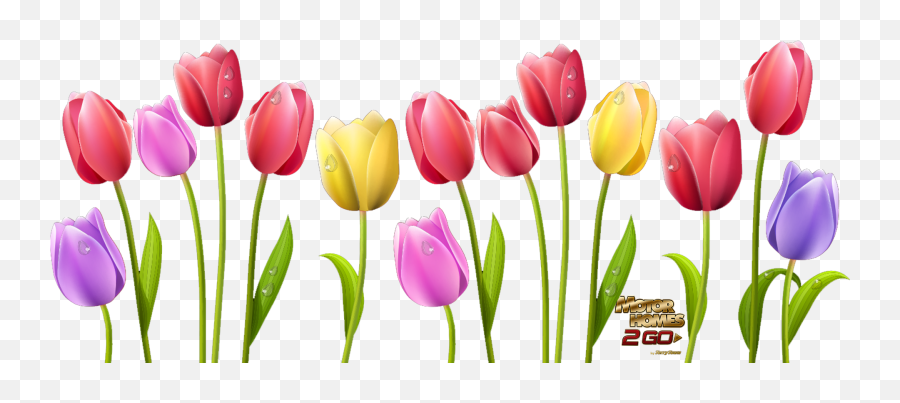 29 Tulip Clipart Transparent Background Free Clip Art Stock - Tulips Clipart Emoji,Tulip Emoji