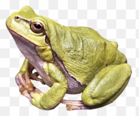 Gray Skinned PNG Frog Tailed Amphibian Angry Image - 27627 Emoji