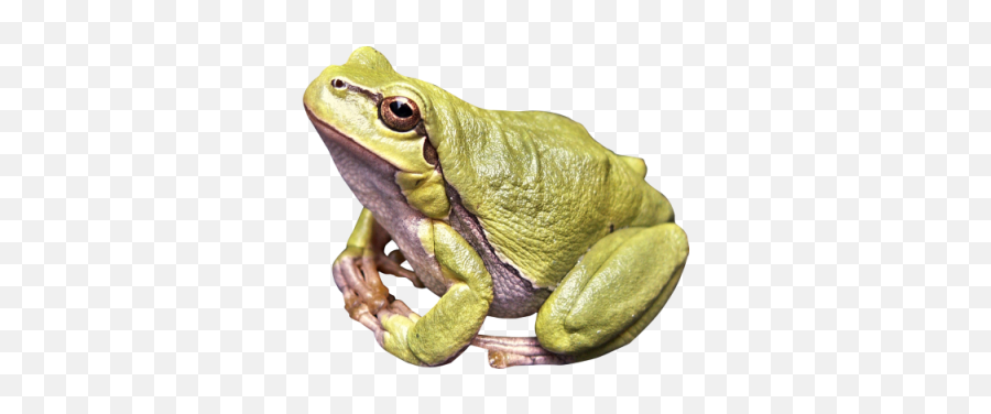 Gray Skinned Png Frog Tailed Amphibian Angry Image - 27627 Emoji,Frog Emoji Png
