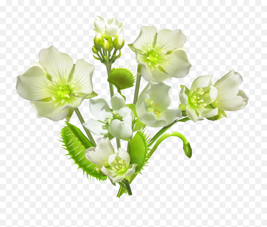 Carnivorous Plant Flowers Free Pictures - Bouquet Emoji,Bouquet Of Flowers Emoji
