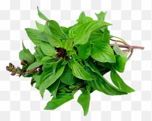Basil Emoji,Basil Emoji