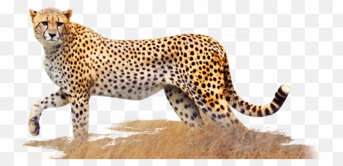 Cheetah - Transparentpngimagesfreedownload026 Free Cheetah Png Emoji,Cheetah Emoji
