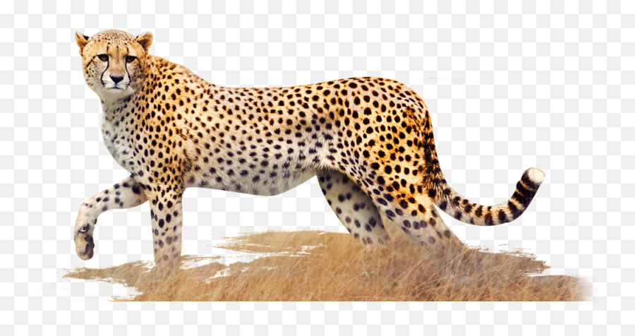 Cheetah - Transparentpngimagesfreedownload026 Free Cheetah Png Emoji,Cheetah Emoji