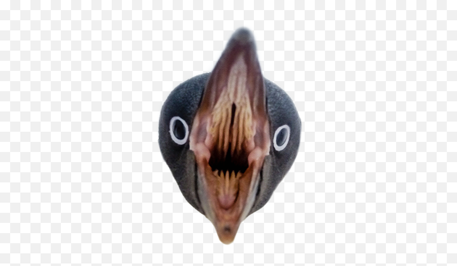 Penguin Angry Pingu Meme Reee Reeeeeeeeeee Ree Reeee - Penguin Teeth Emoji,Reeee Emoji