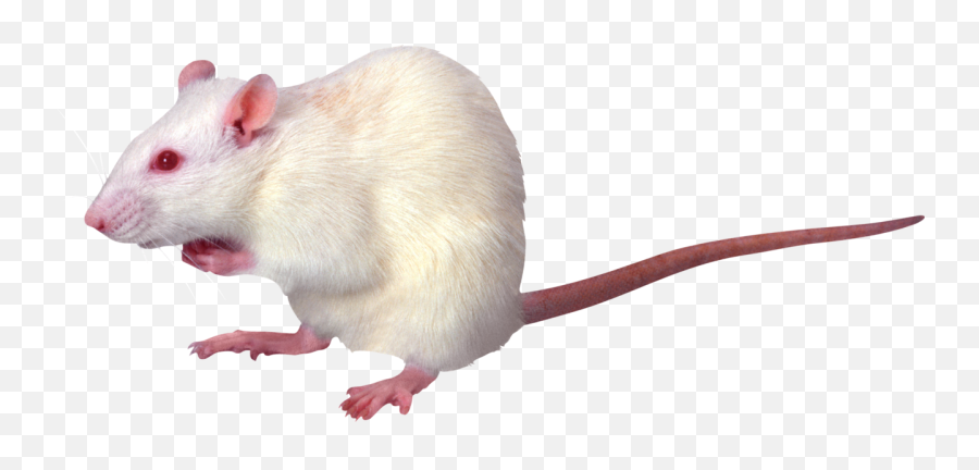Rat Mouse Laboratory Eyered Red White - White Rat Png Emoji,Mice Emoji