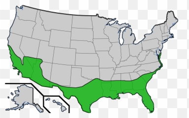 Sabal Palmetos In The United States - Palm Trees In Us Emoji,Palm Tree Emoticon