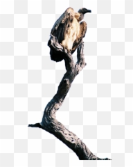 Vulture - Illustration Emoji,Vulture Emoji