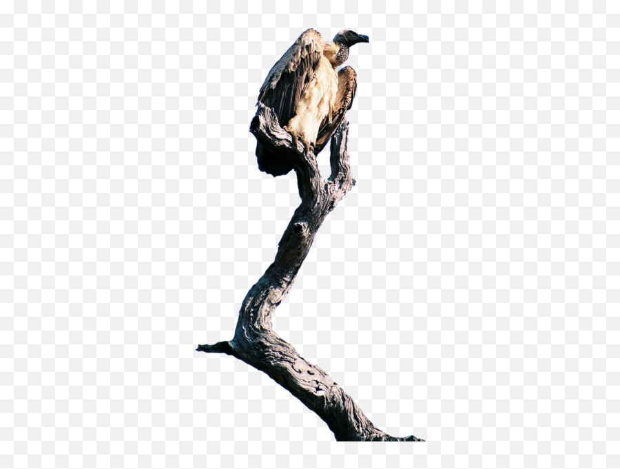 Vulture - Illustration Emoji,Vulture Emoji