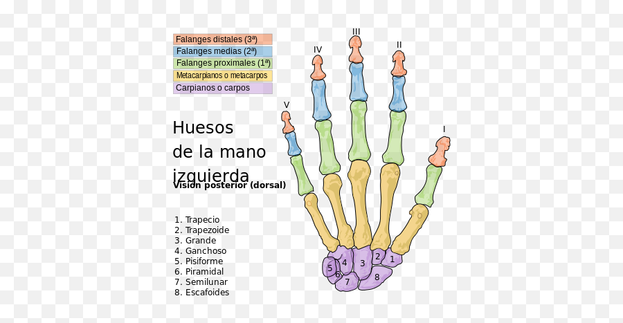 Scheme Human Hand Bones - Bones Of The Hand Emoji,What Do The Different Hand Emojis Mean