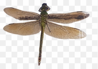 Dragonfly Emoji,Dragonfly Emoji