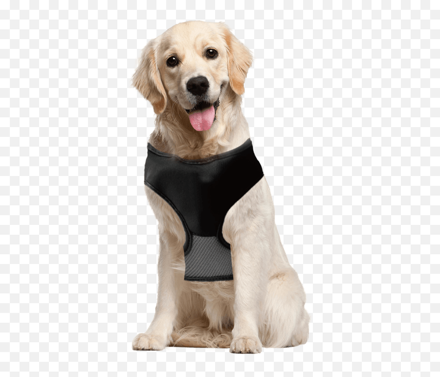 2 - Fortuesday 2in1 Lucky Leash Retractable Dog Harnesses Golden Retriever Labrador Emoji,Leash Emoji