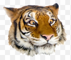 Download Free Png Grft Suggestive Face - Funny Tiger Emoji