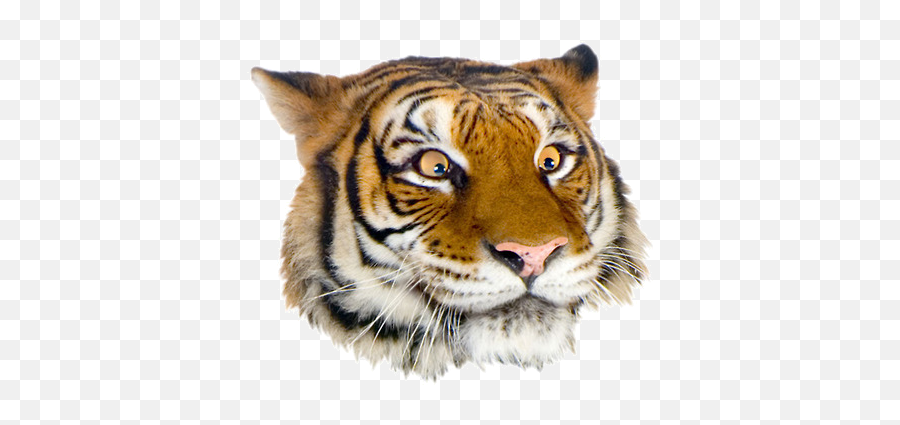 Download Free Png Grft Suggestive Face - Funny Tiger Face Png Emoji,Suggestive Emoji Face