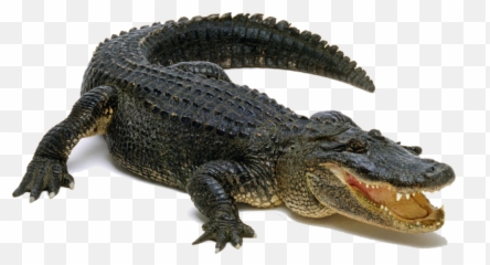 Crocodile clipart american crocodile Picture 838610 - Alligator Transparent Background Emoji