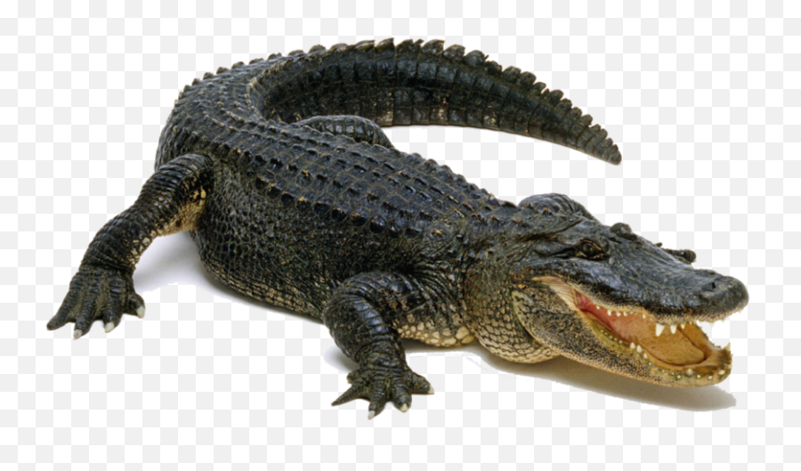 Crocodile Clipart American Crocodile Picture 838610 - Alligator Transparent Background Emoji,Crocodile Emoji
