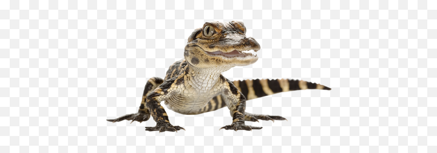 Download Free Alligator Photos Icon Favicon - Baby Alligator Png Emoji,Alligator Emoji