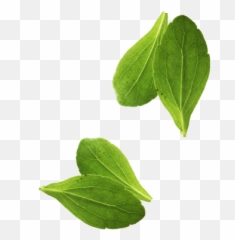 Herb Png And Vectors For Free Download - Transparent Basil Leaf Png Emoji,Basil Emoji