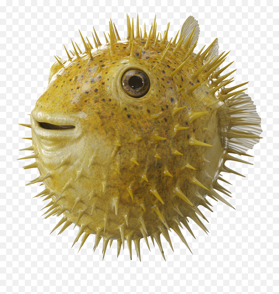 Puffer Fish Photos Transparent - Transparent Puffer Fish Png Emoji,Puffer Fish Emoji