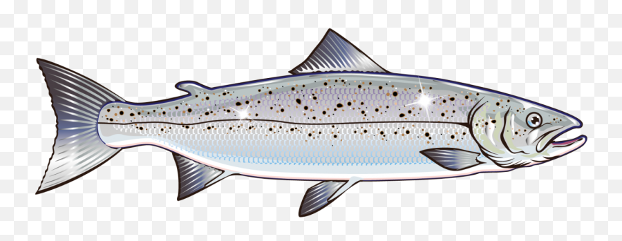 Salmon Vector Graphics Clip Art Stock Illustration Royalty - Salmon Vector Emoji,Salmon Emoji