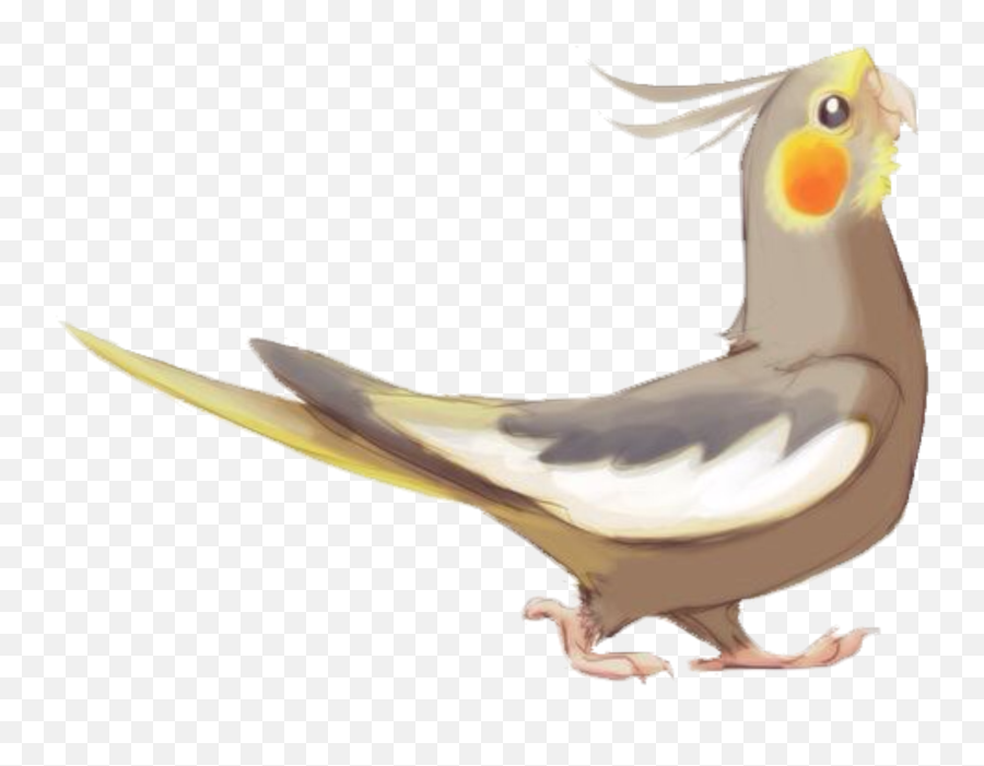 Cintiq Drawing Parrot Transparent U0026 Png Clipart Free - Cockatiel Drawing Emoji,Cockatiel Emoji