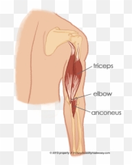 Download Shoulder Muscle 14 - Anconeus Arm Full Size PNG Emoji