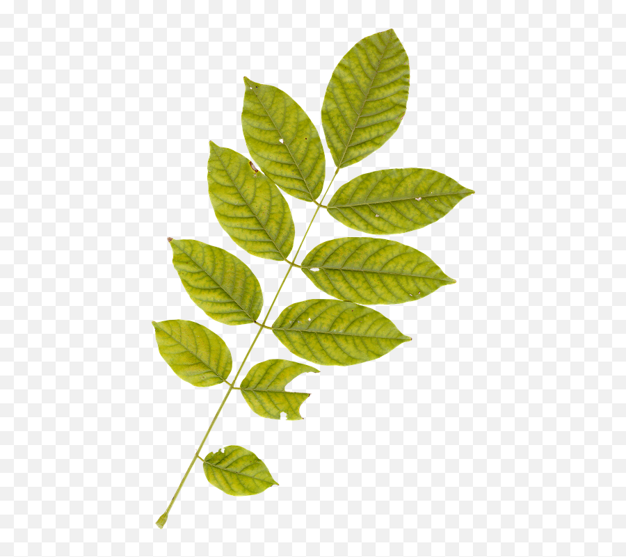 Leaf Leaves Plant - Leaves Plant Emoji,Falling Leaves Emoji