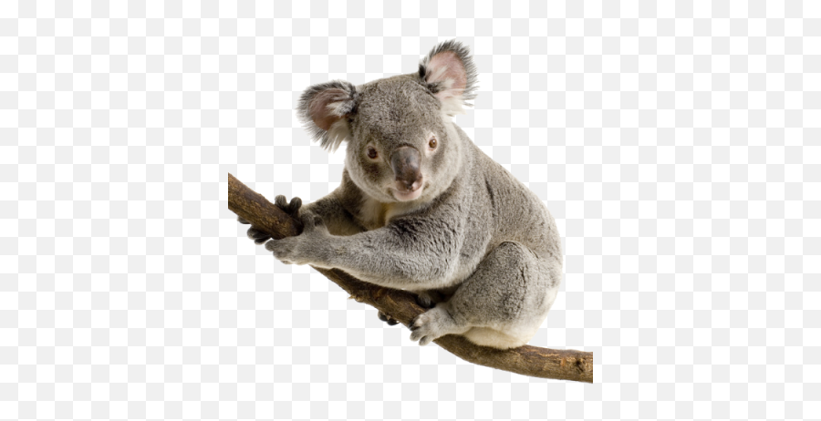 Koala Png And Vectors For Free Download - Koala White Background Emoji,Koala Emoticon