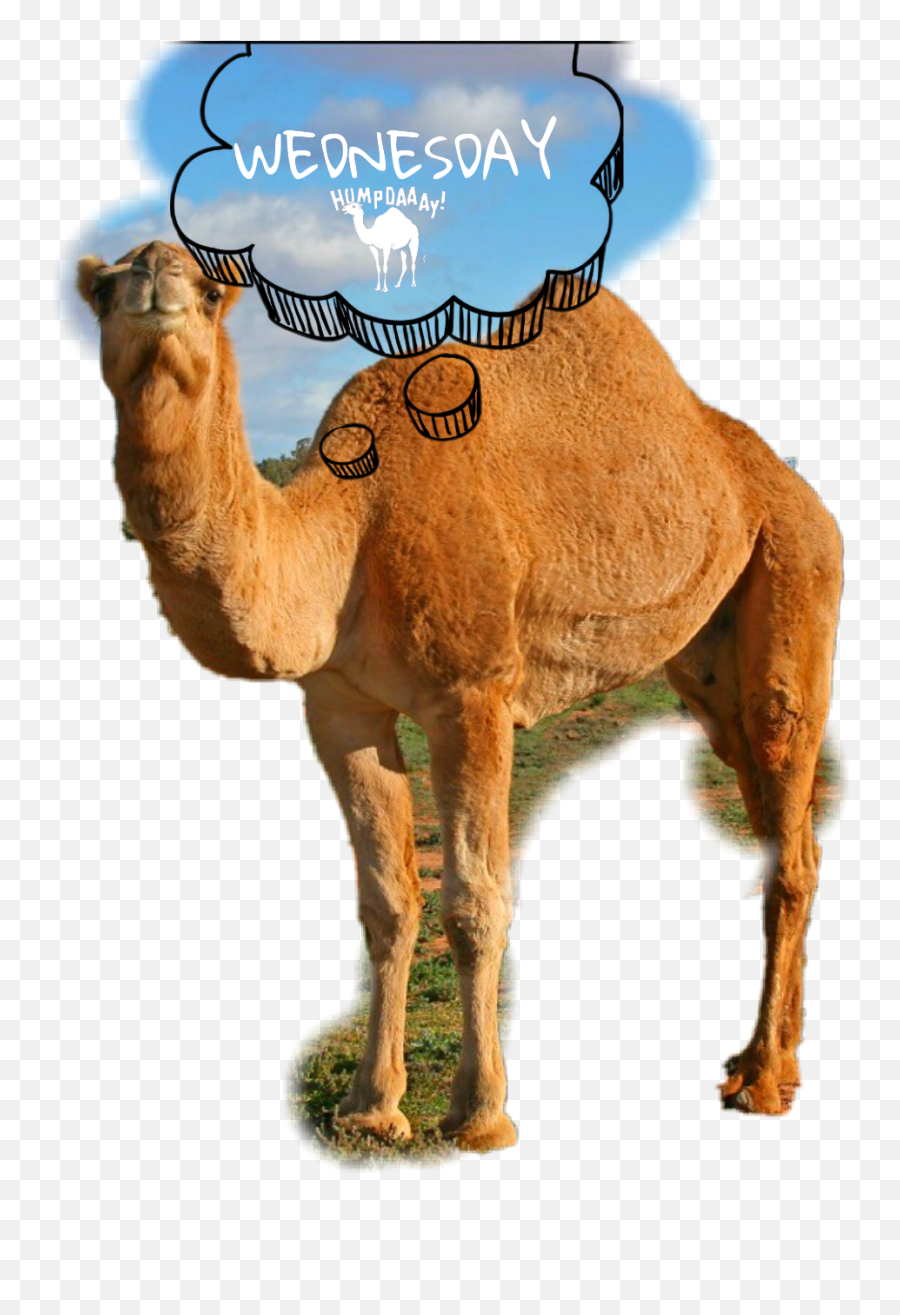 Wednesday Camel Humpday - 5 Picture Of Animals Emoji,Hump Day Emoji