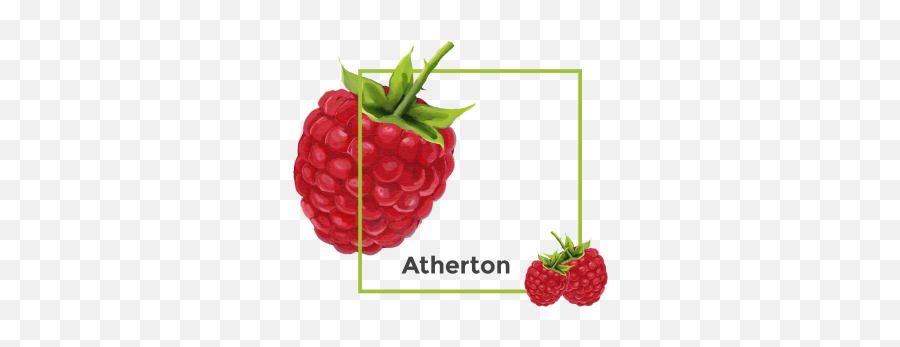 Berry Vector Raspberry Transparent - Raspberry Emoji,Raspberries Emoji