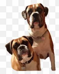 Trending Boxers Stickers - Emoji