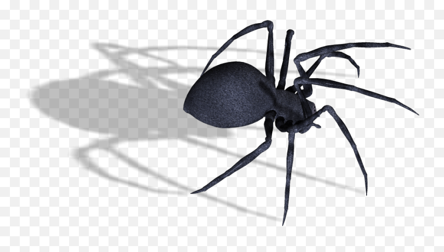 Download Black Widow Spider Png Image - Black Widow Spider Png Emoji,Black Widow Emoji