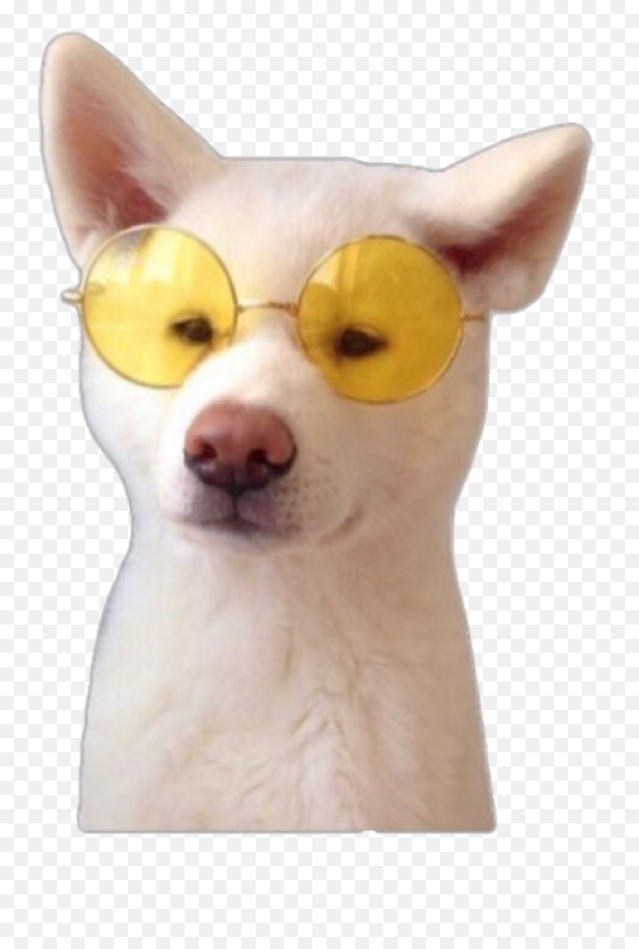 Doggo Dogs Cute Sunglasses Animal Pet - Cute Animal Aesthetic Emoji,Doggo Emoji