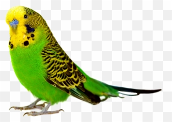 Budgie - Bird White Background Hd Emoji