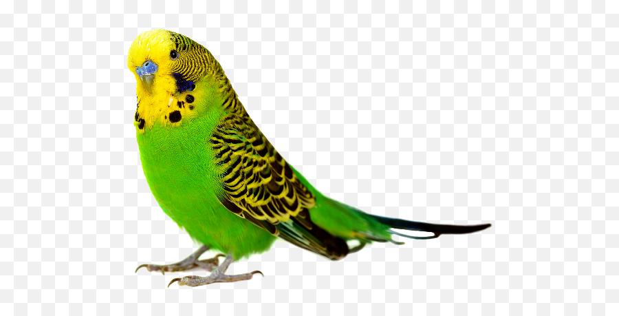 Budgie - Bird White Background Hd Emoji,Parakeet Emoji