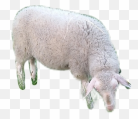 Sheep Sticker By Samira - Merino Emoji,Sheep Emoji