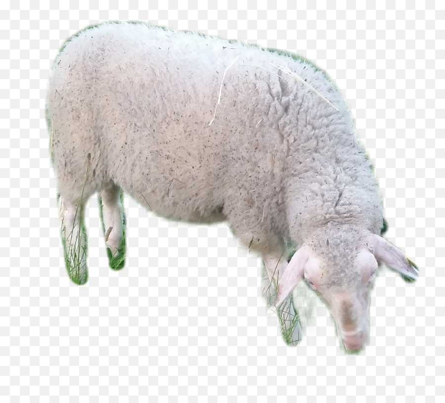 Sheep Sticker By Samira - Merino Emoji,Sheep Emoji