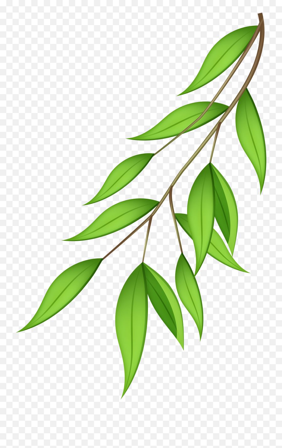 Free Olive Tree Transparent Background Download Free Clip - Leaves Branches Transparent Bg Emoji,Olive Branch Emoji