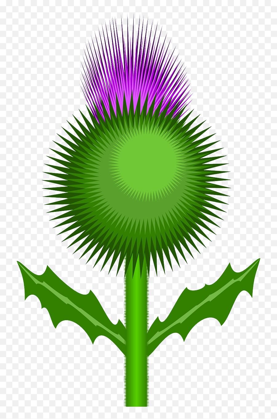 Thistle Flower Thorns Bonny Weed - Thistle A Transparent Background Emoji,Weed Plant Emoji