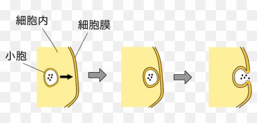 Exocytosis Diagram Jp - And Diagrams Emoji