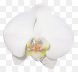 Orchid Clipart - Clip Art Emoji,Orchid Emoji