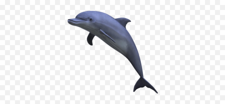 Dolphin Png And Vectors For Free - Aesthetic Dolphin Png Emoji,Miami Dolphins Emoji