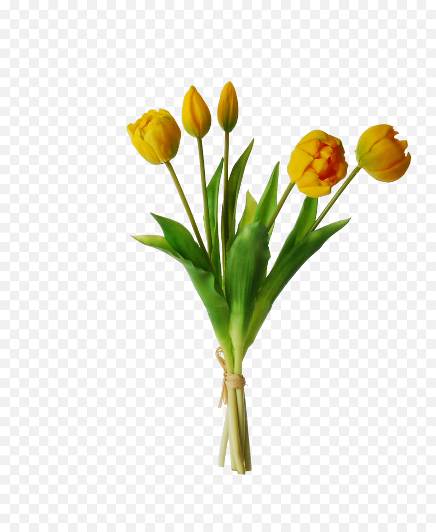 Yellow Tulips Png Transparent Background - Yellow Tulips Png Emoji,Tulip Emoji