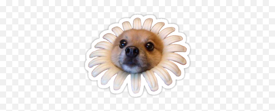 Doggo Stickers Flower Doggo Sticker Tumblr Stickers - Genetic Engineering Funny Meme Emoji,Doge Emoji