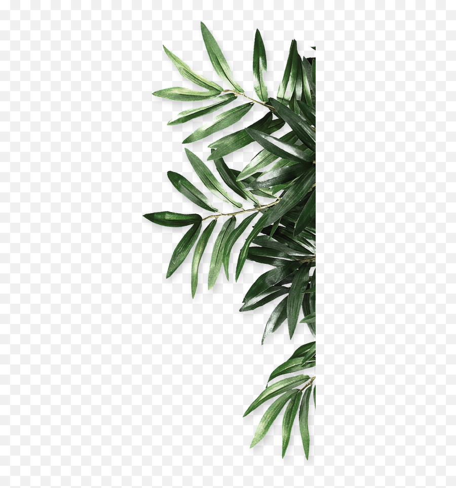 The Most Edited Lush Picsart - Border Leaves Transparent Background Emoji,Olive Branch Emoji