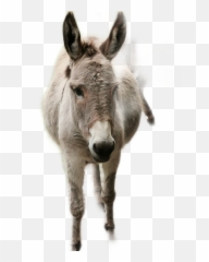 The Newest Mule Stickers - Burro Emoji,Mule Emoji